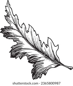 Vector black and white graphic illustration of chrysanthemum leaf, hand drawn