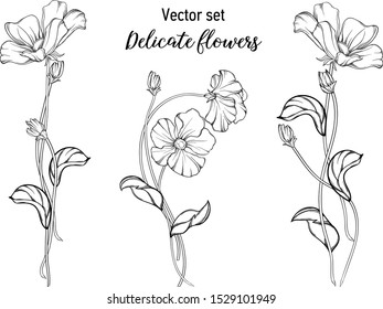 Vector black and white graphic set. Delicate flowers.