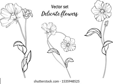 Vector black and white graphic set. Delicate flowers.