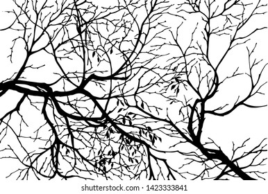 Vector black and white graphic with silhouette of tree branches. Botanical naturalistic illustration