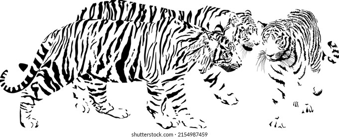 Vector, black and white graphics Three tigers, Latin Panthera tigris tigris