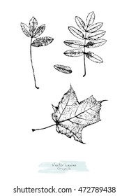 Vector black and white (grayscale) leaves (Rowan tree and Maple); stylized as stamp or imprint; rustic or boho style