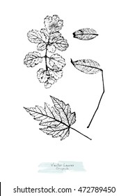 Vector black and white (grayscale) leaves (Maple and Rowan) and herbs (?elandine); stylized as stamp or imprint; rustic or boho style