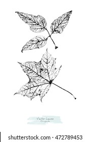 Vector black and white (grayscale) leaves (Maple and Ash tree); stylized as stamp or imprint; rustic or boho style