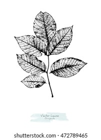 Vector Black And White (grayscale) Leaves Of Ash Tree Or Walnut Tree; Stylized As Stamp Or Imprint; Rustic Or Boho Style