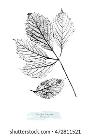 Vector black and white (grayscale) leaves of wild grape; stylized as stamp or imprint; rustic or boho style