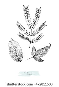 Vector black and white (grayscale) leaves; stylized as stamp or imprint; rustic or boho style