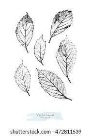 Hojas de uva silvestre en blanco y negro (escala de grises); estilizado como estampado o sello; rústico o estilo boho