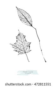 Vector black and white (grayscale) leaves (Maple and Ash tree); stylized as stamp or imprint; rustic or boho style