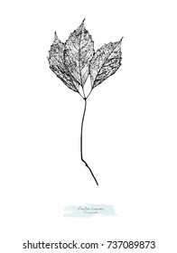 Vector black and white (grayscale) leaves of wild grape; stylized as stamp or imprint; rustic or boho style, element for decorative floral design