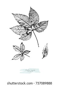 Vector black and white (grayscale) leaves of wild grape; stylized as stamp or imprint; rustic or boho style, elements for decorative floral design