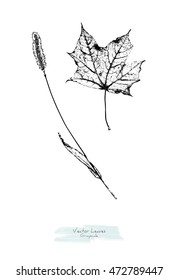 Vector black and white (grayscale) Maple leaf and a herb; stylized as stamp or imprint; rustic or boho style