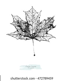 Vector black and white (grayscale) maple leaf; stylized as stamp or imprint; rustic or boho style