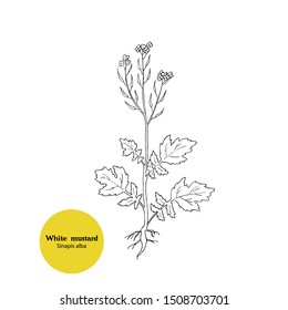 Vector black and white hand drawn illustration of White mustard plant, Sinapis alba. Line drawing.