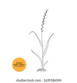 Vector black and white hand drawn illustration of italian Ryegrass plant.