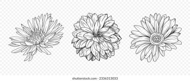 Vector Black and White Hand Drawn Flower Set Isolated. Flower Sketch Line-art Collection. Monochrome Illustration of Chrysanthemum Flower Bud