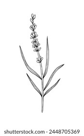 vector black and white hand drawn lavender sprig