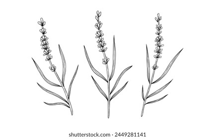 vector black and white hand drawn lavender sprig