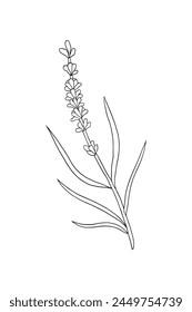 vector black and white hand drawn lavender sprig