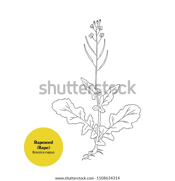 Vector Black White Hand Drawn Illustration Stock Vector (Royalty Free ...