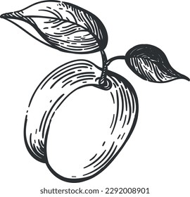 Vector black and white illustration of an apricot on a transparent background. Vintage style