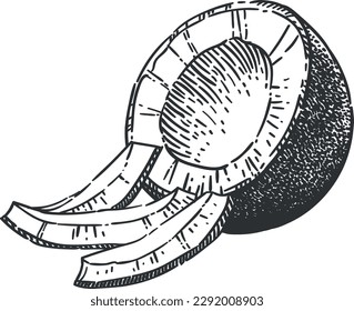 Vector black and white illustration of a coconut with slices on a transparent background. Vintage style