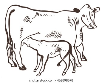 Vector black and white illustration. Cow calf feeding milk.
