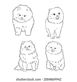 Vector black and white illustration of dog breed Pomeranian isolated on white background spitz vector sketch