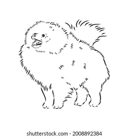 Vector black and white illustration of dog breed Pomeranian isolated on white background spitz vector sketch