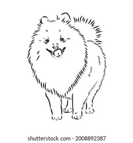 Vector black and white illustration of dog breed Pomeranian isolated on white background spitz vector sketch