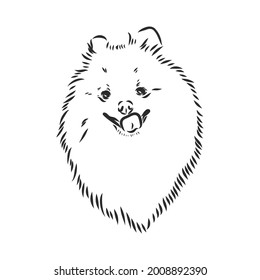 Vector black and white illustration of dog breed Pomeranian isolated on white background spitz vector sketch