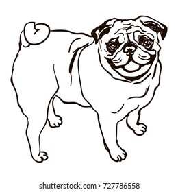 Vector black and white illustration of dog breed pug isolated on white background