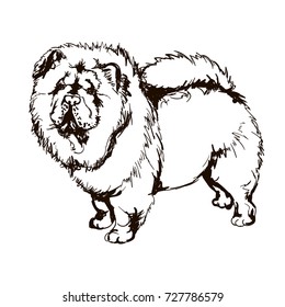 Vector black and white illustration of dog breed Chow-Chow isolated on white background
