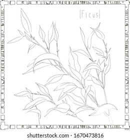 Vector black and white illustration, ficus leafs, botanical drawing, outline with a white fill inside, you can recolor leafs and frame in any color or delete fill.