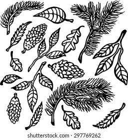 Vector black and white illustration of fir branches, cones and leaves