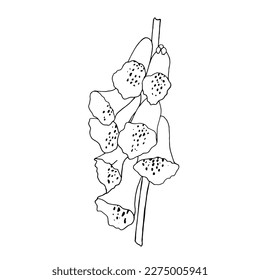 Vector black and white illustration of foxglove flowers. Botanical drawing of a medicinal plant.