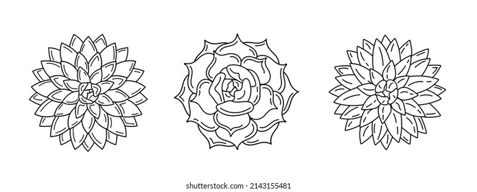 Vector black and white illustration with growing succulents. View from above. Collection of house plants. Trendy tropical design for textile, fabric, packaging, backdrops, wallpaper.