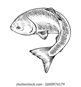 Vector ilustración en blanco y negro. Dibujado a mano arte sobre el tema de los peces. Con una silueta aislada blanca en el fondo