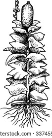 Vector black and white illustration hand drawn flower. 