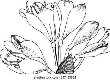 Vector black and white illustration hand drawn flower. 