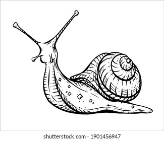 Vector black and white illustration in hand-drawn style: snail