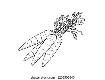 Vector black and white illustration of a handful of fresh carrots