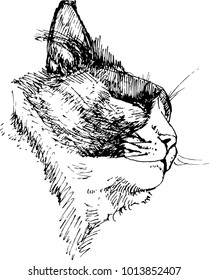 Vector black and white illustration. The head of a sleeping cat. Portrait (face) of kitten.  Drawing pen and ink, liner. Graphic image on a white background. The sketch style.