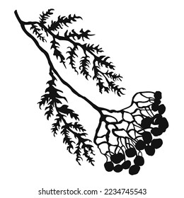 Vector Black and White Illustration of Herb Isolated on White Background