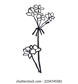 Vector Black and White Illustration of Herb Isolated on White Background