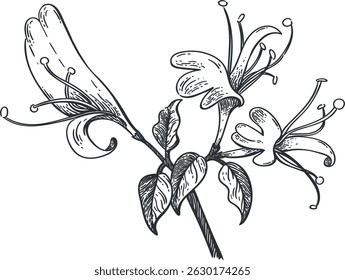 Vector black and white illustration of a honeysuckle on a transparent background. Vintage style
