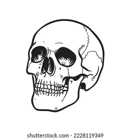 Vector black and white illustration of a human skull with a lower jaw isolated on a white background.
