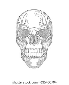 Vector black and white illustration of human skull with a lower jaw in ink hand drawn style.