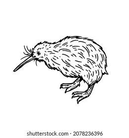 Vector black and white illustration  of a kiwi bird 