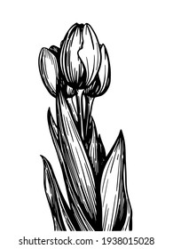 Vector black and white illustration of a large bouquet of tulips in a graphic style on a transparent background. For festive decor.